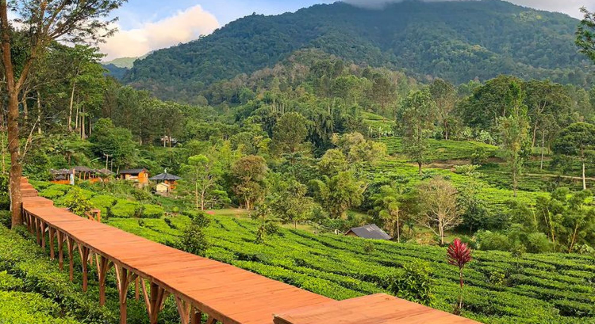 Puncak Kebun Teh Bogor